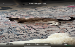 Siamese cats for sale: Cuddly Siamese cat for sale  - Image 3