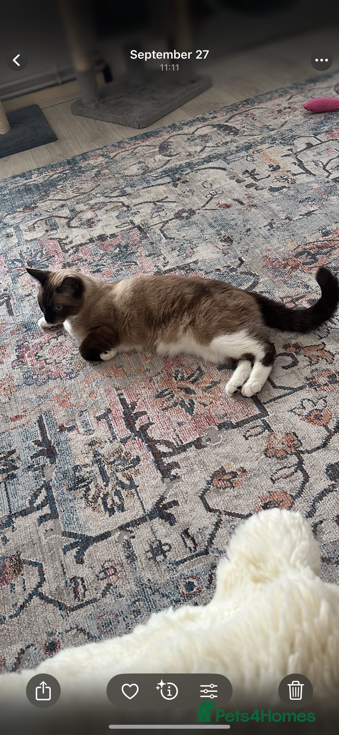 Siamese cats for sale: Cuddly Siamese cat for sale  - Image 3