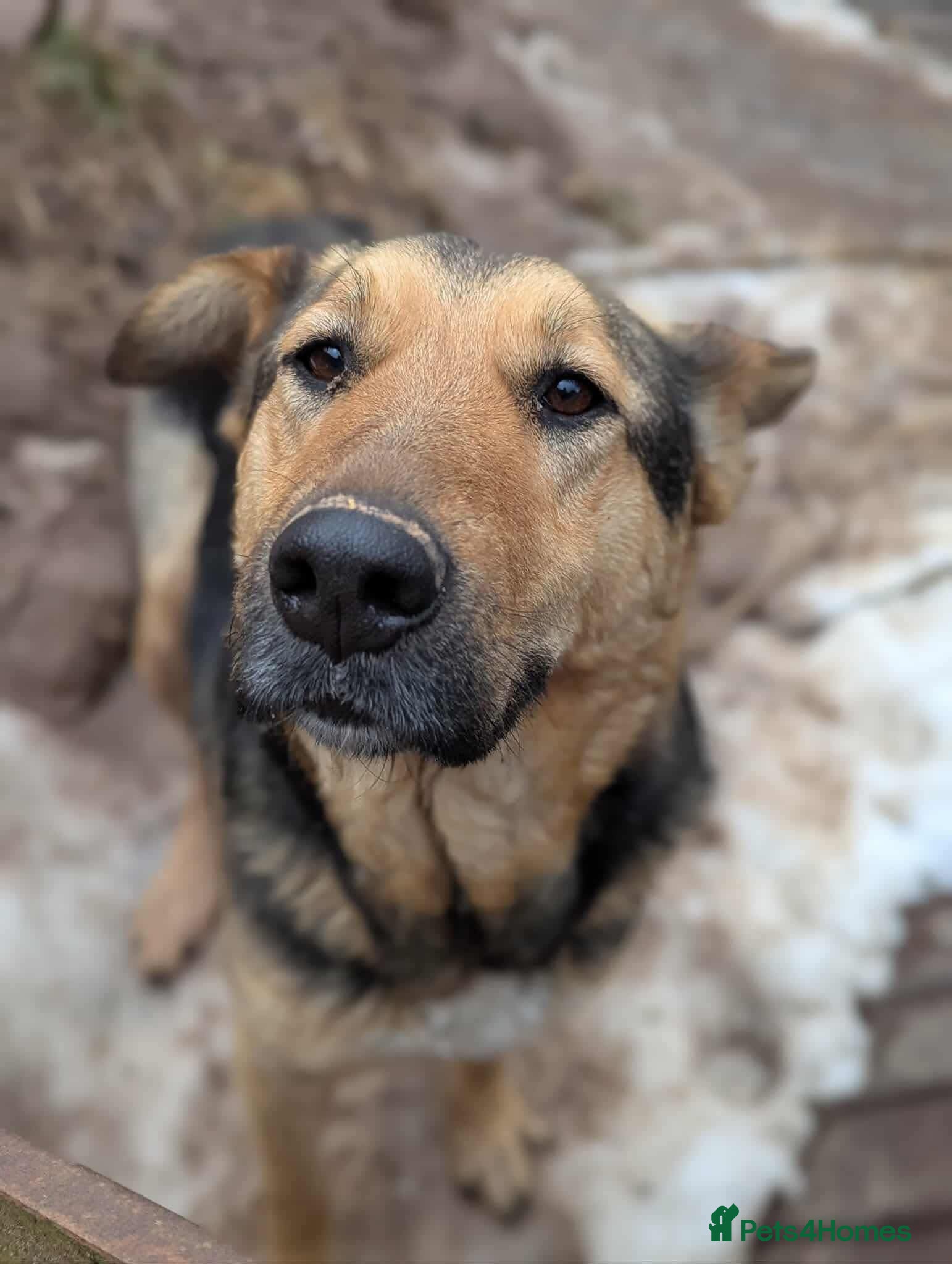 Mixed Breed dogs Sunday is looking for a home  - Advert 1