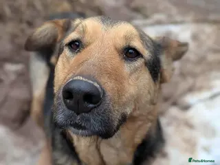 Mixed Breed dogs Sunday is looking for a home - Advert 1