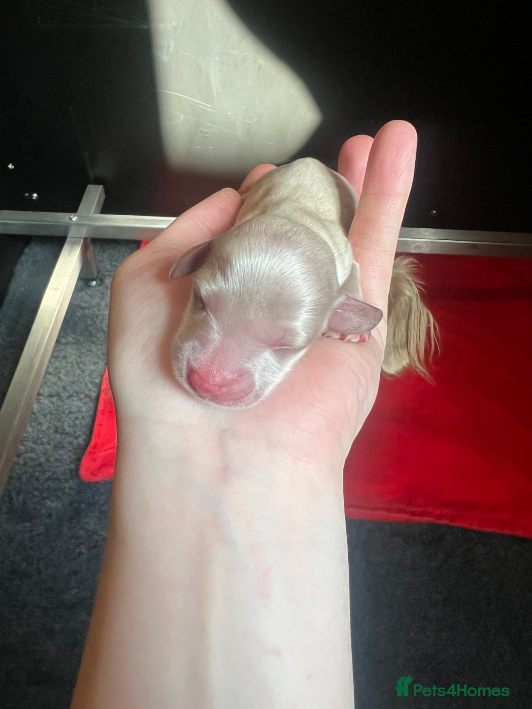 Miniature Dachshund dogs for sale: KC Long Haired Cream Carriers Miniature Dachshunds - Image 22