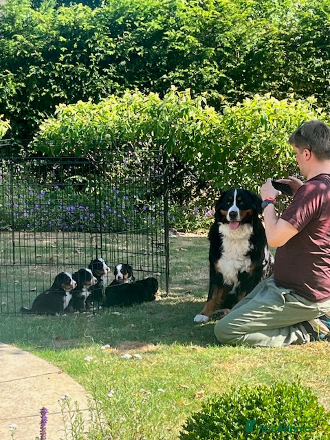 Bernese Mountain Dog dogs for sale: KC Bernese Pups – Calm, Loving & Ready Soon - Image 7