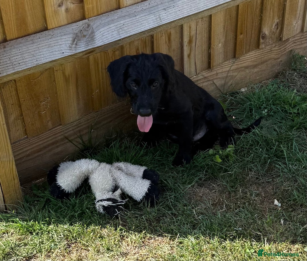 Australian Labradoodle dogs for sale: Australian labradoodles  in Brackley - Image 1