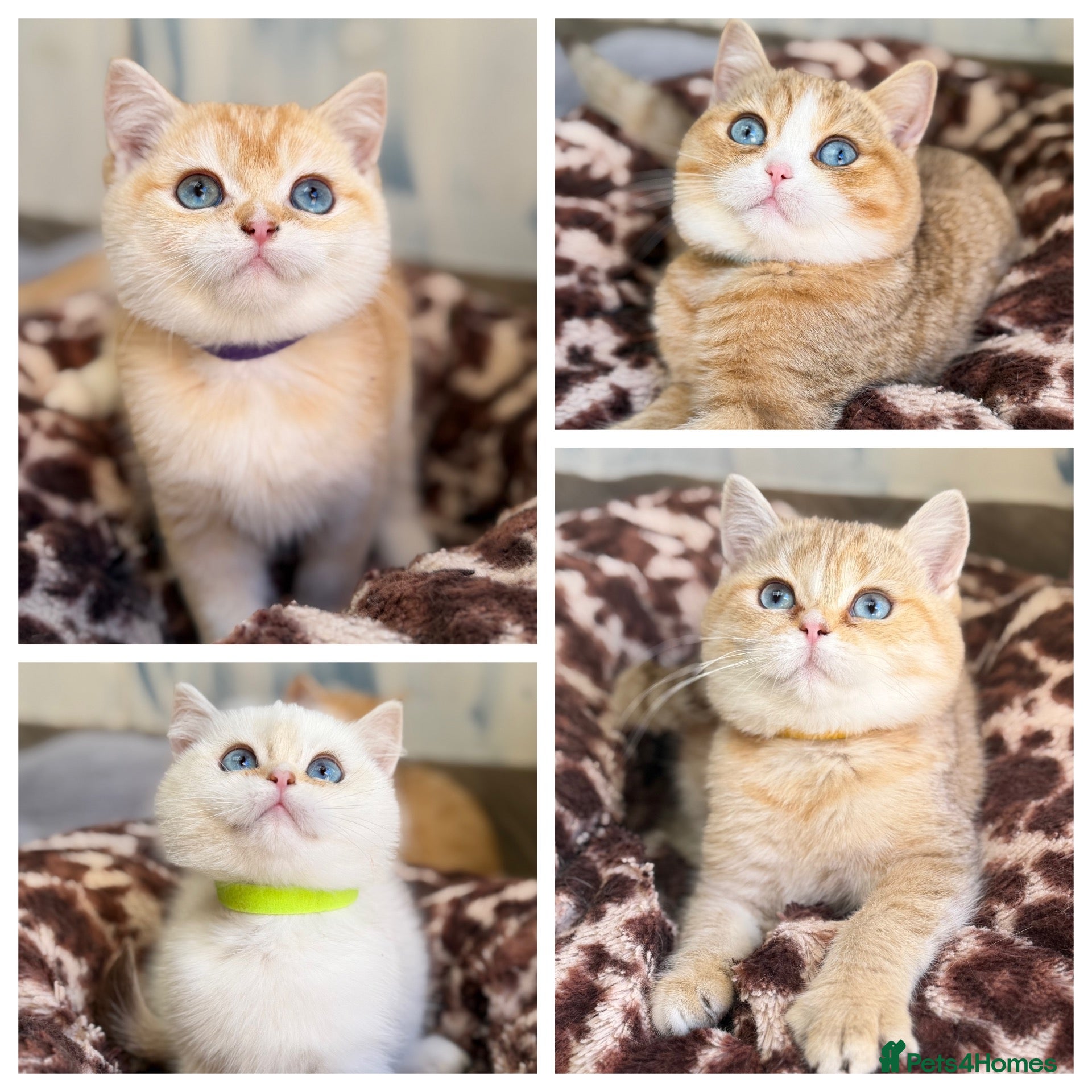 British Shorthair cats British shorthair adorable golden kittens  - Advert 9