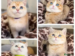 British Shorthair cats British shorthair adorable golden kittens - Advert 9