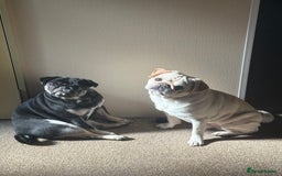 Pug dogs for sale: 3 Pure Breed Pug Puppies looking for forever homes - Image 10