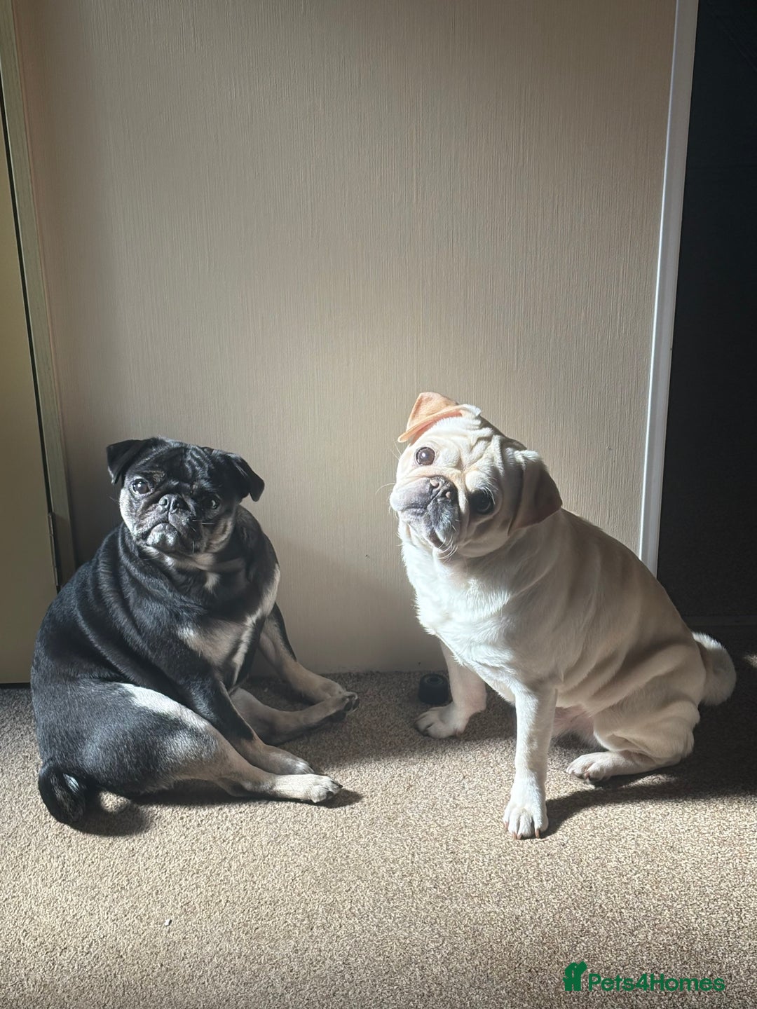 Pug dogs for sale: 3 Pure Breed Pug Puppies looking for forever homes - Image 10