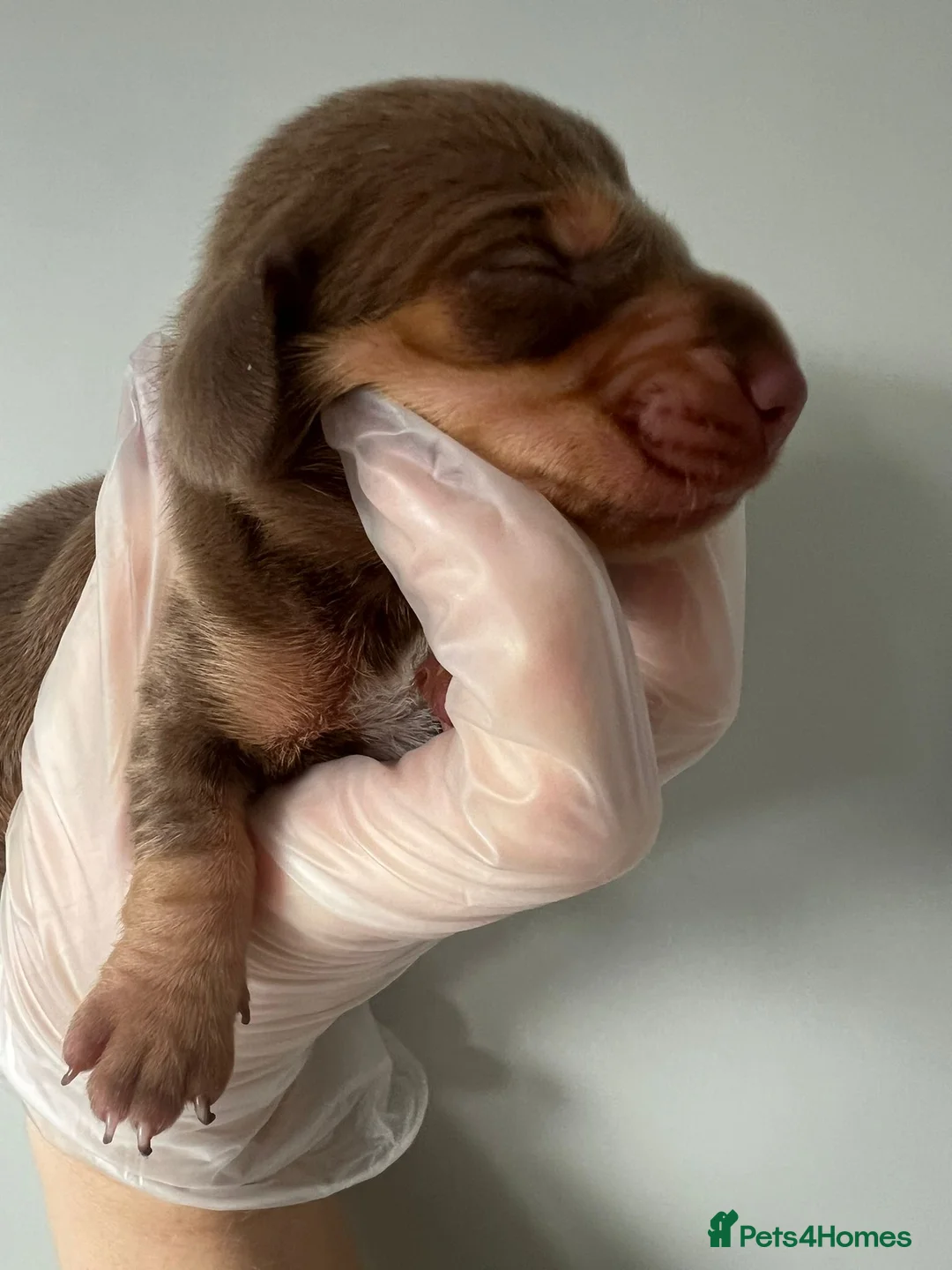 Miniature Dachshund dogs for sale: Beautiful KC Registered Minature Dachshunds  in Portsmouth - Advert 15