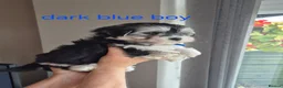 Maltese dogs for sale: Maltese/Havanese Puppies  - Advert 13