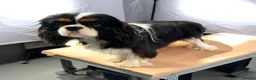 Cavalier King Charles Spaniel dogs for sale: Cavalier king charles spaniel - Advert 3