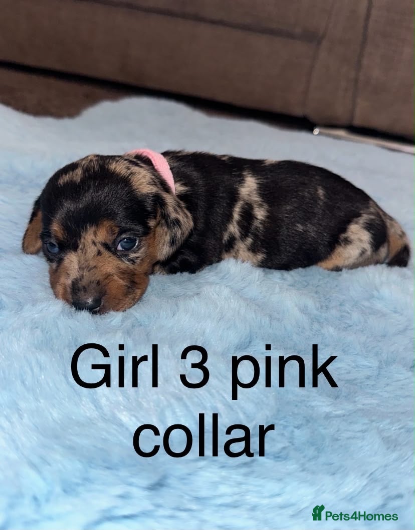 Miniature Dachshund dogs Miniature dachshund puppies - Advert 1