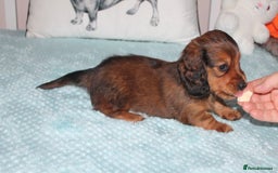 Dachshund dogs for sale: BEAUTIFUL KC REG MINI LONGHAIRED PUPPIES - Image 5