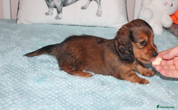 Dachshund dogs - Advert 1