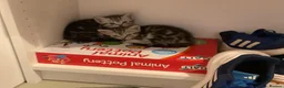 British Shorthair cats for sale: British shorthair tabby chinchilla cross kitens  in Bicester - Advert 6