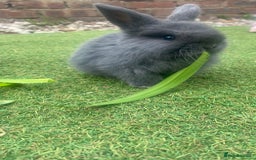 Mini Lop rabbits for sale: Beautiful mini lop bunnies 😍🐰 - Image 5