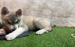 Utonagan dogs for sale: 8 Huskey malamutes  - Image 26