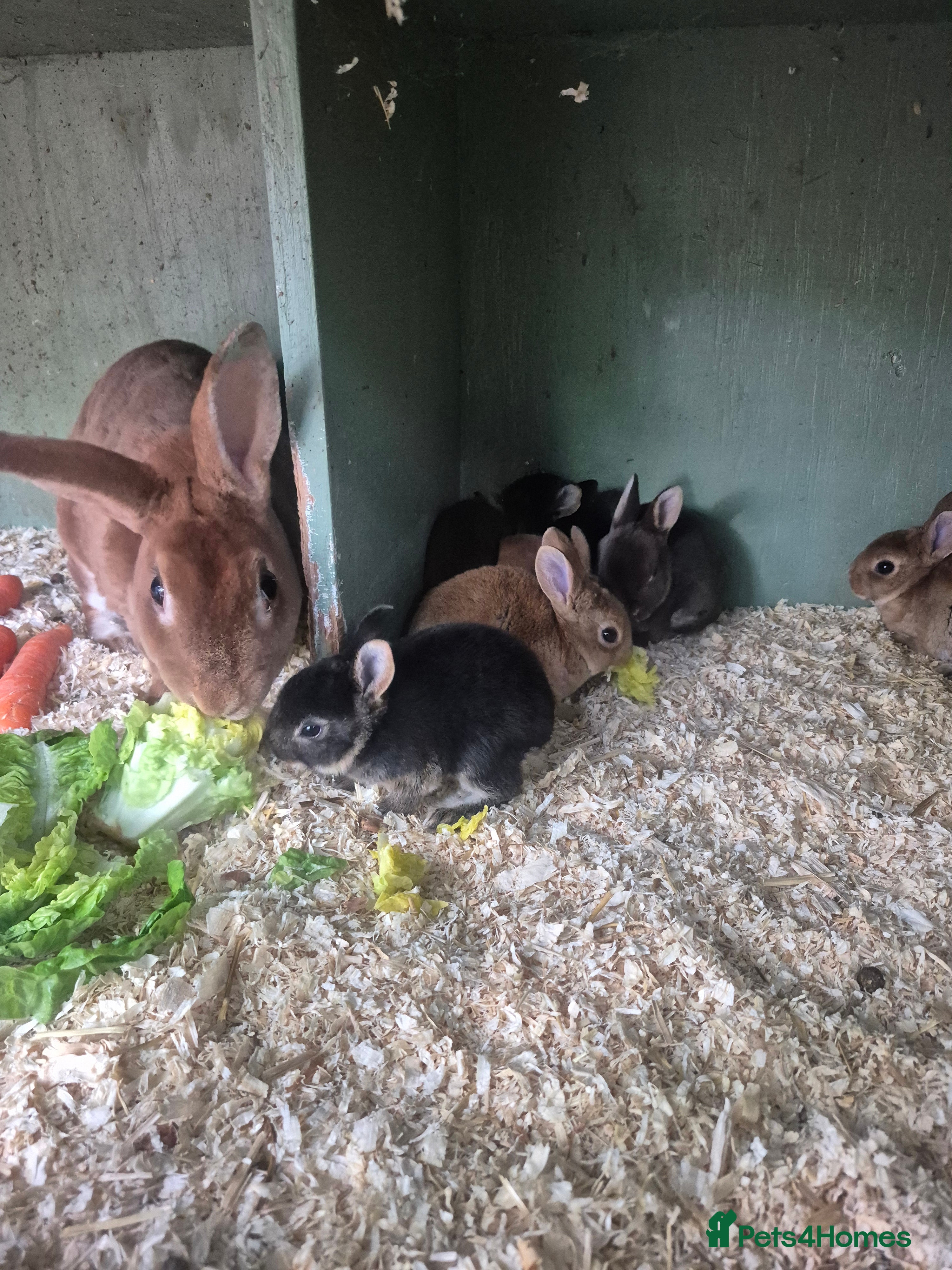 Rex rabbits for sale: Standard rex rabbits  - Advert 7
