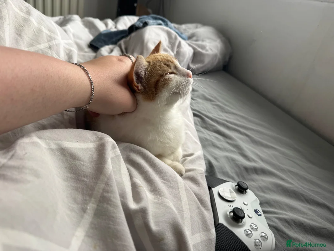 Ragdoll cats for sale: Ginger ragdoll mix - Advert 1