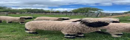 Sheep livestock for sale: Pedigree BNV Wethers - Advert 4