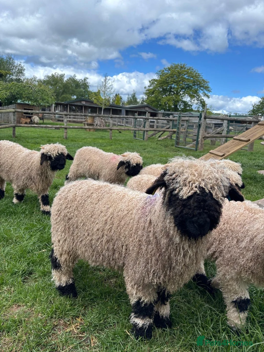 Sheep livestock for sale: Pedigree BNV Wethers - Advert 4