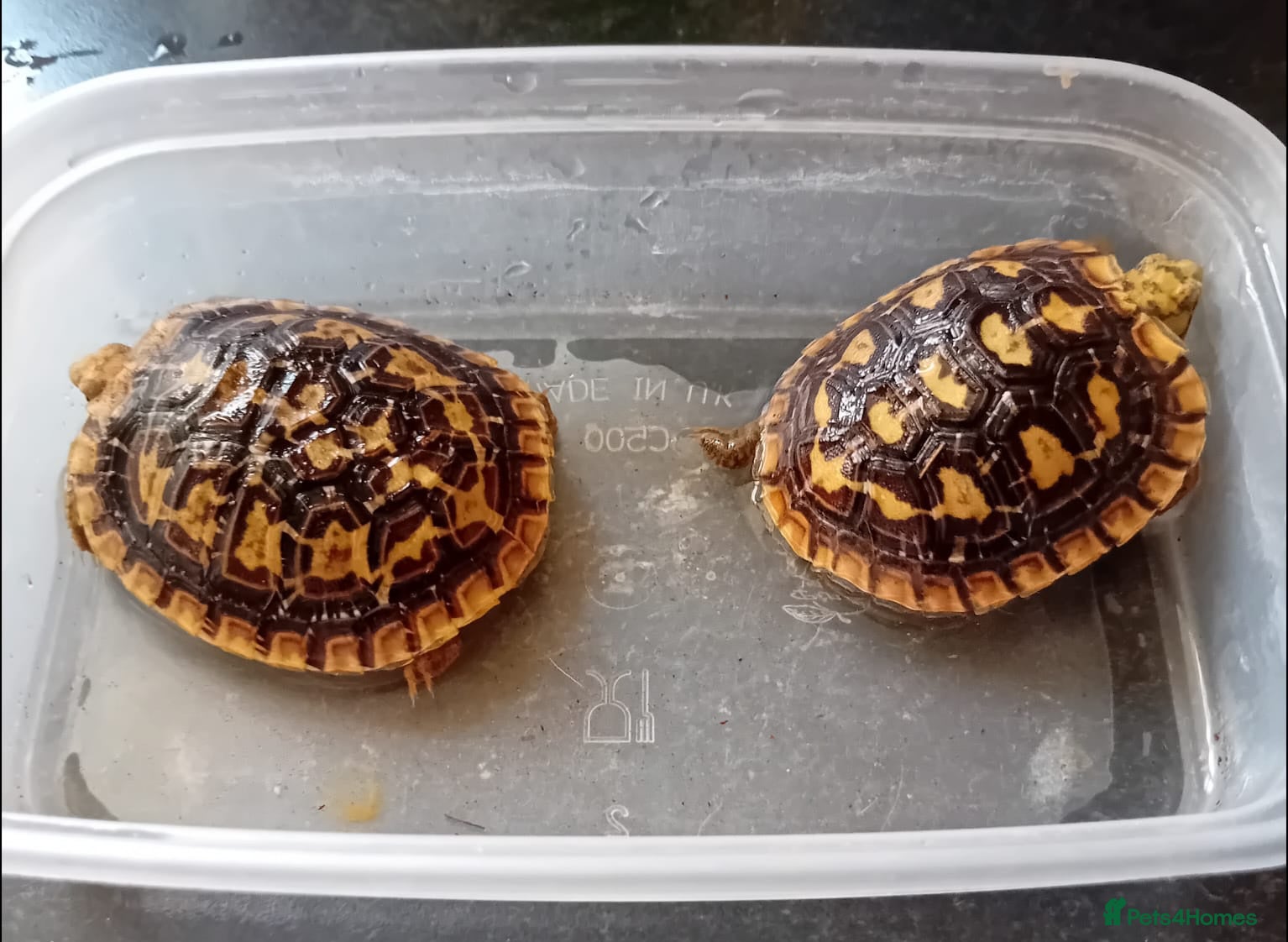 Tortoise reptiles Baby pancake tortoises for sale - Advert 3