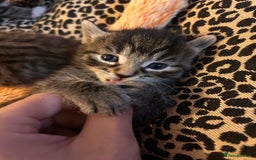 Mixed Breed cats for sale: Playful kittens for sale  - Image 2