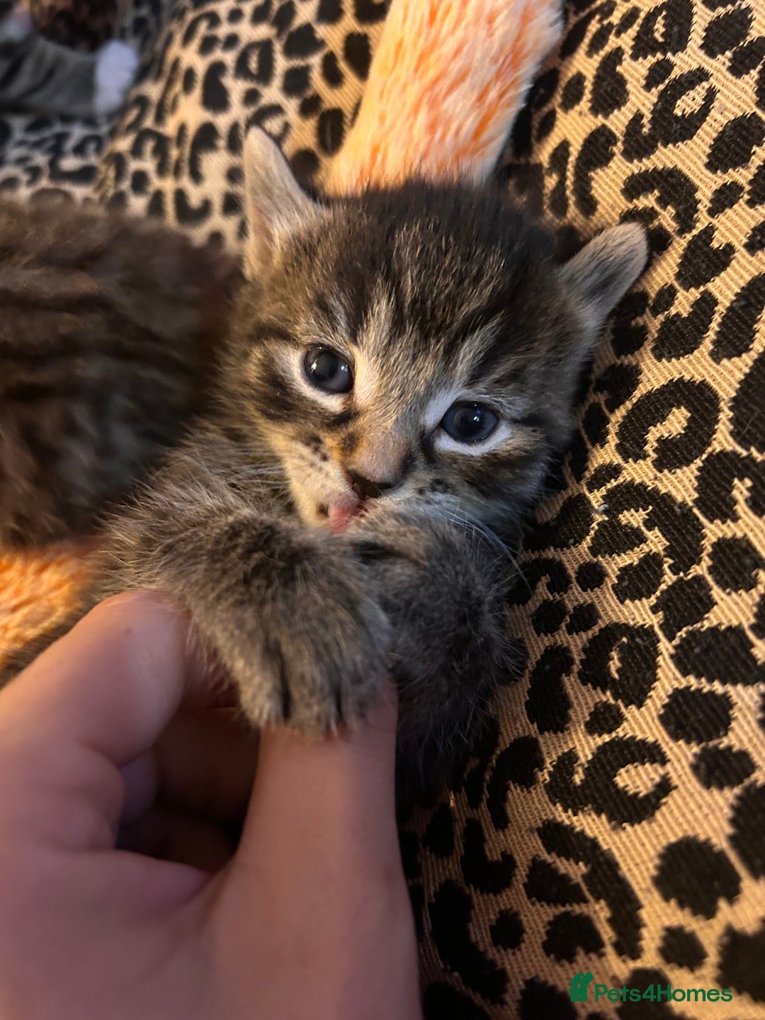 Mixed Breed cats for sale: Playful kittens for sale  - Image 2