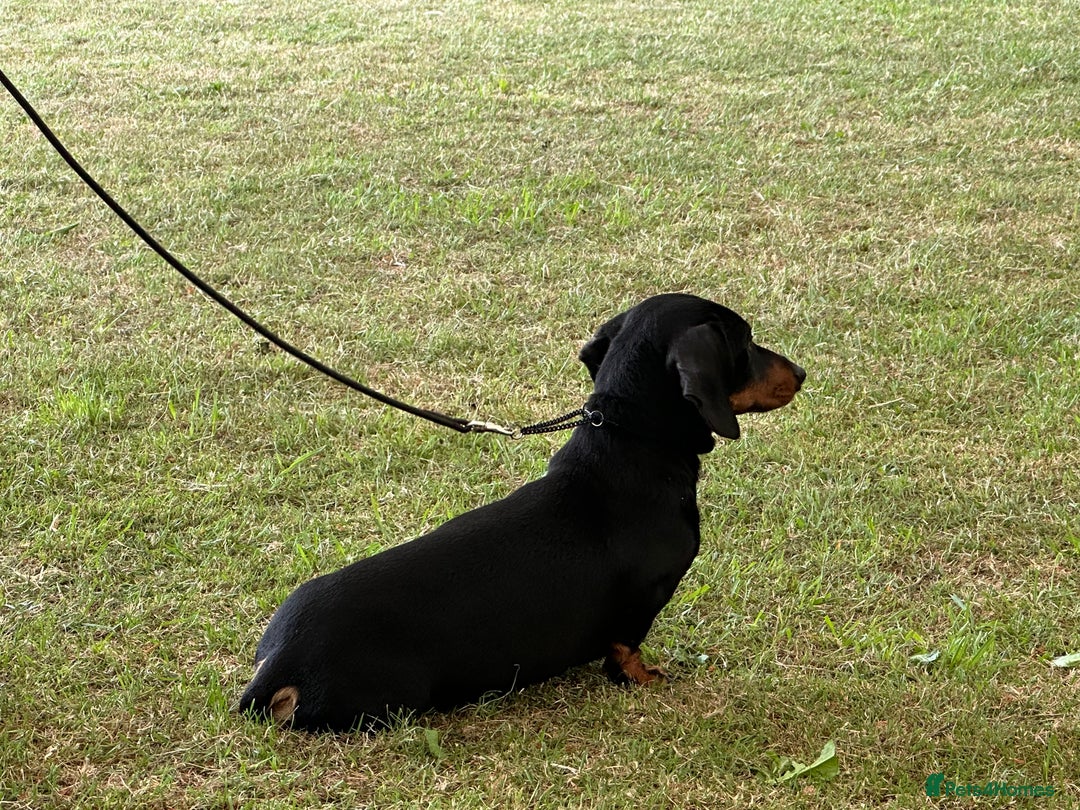 Miniature Dachshund dogs for stud: IVDD screened & Crufts qualified black & tan  in Bridgnorth - Image 9