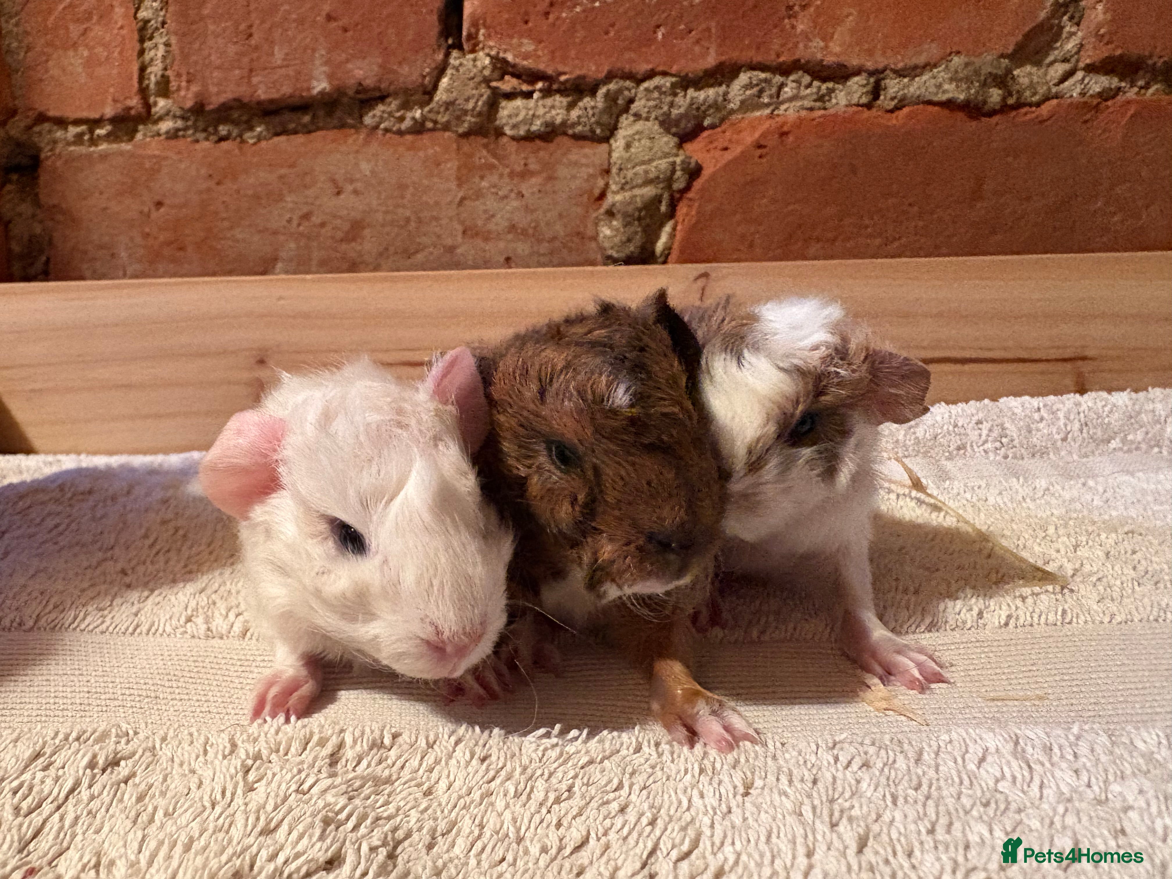 Guinea Pig rodents Guinea Pigs available  - Advert 4