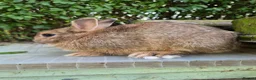 Netherland Dwarf rabbits for sale: 2 Young Netherland dwarf buck for sale £40 each  - Advert 4