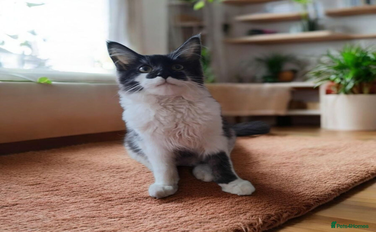 Maine Coon cats - Advert 9