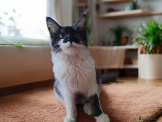 Maine Coon cats Female Maine Coon kitten - Advert 15