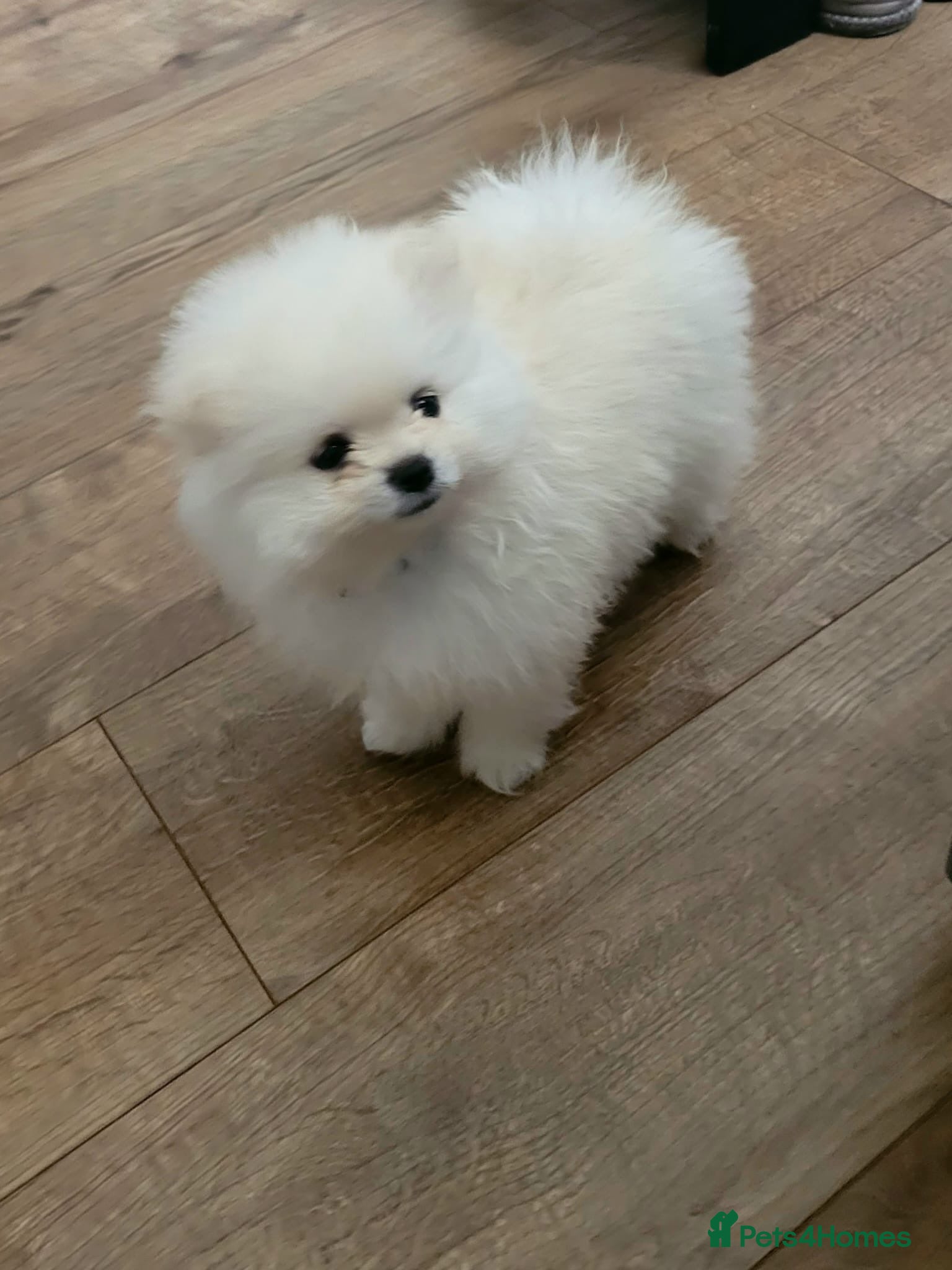Pomeranian dogs Pomeranian puppy READY NOW 🐶pure pedigree  - Advert 1