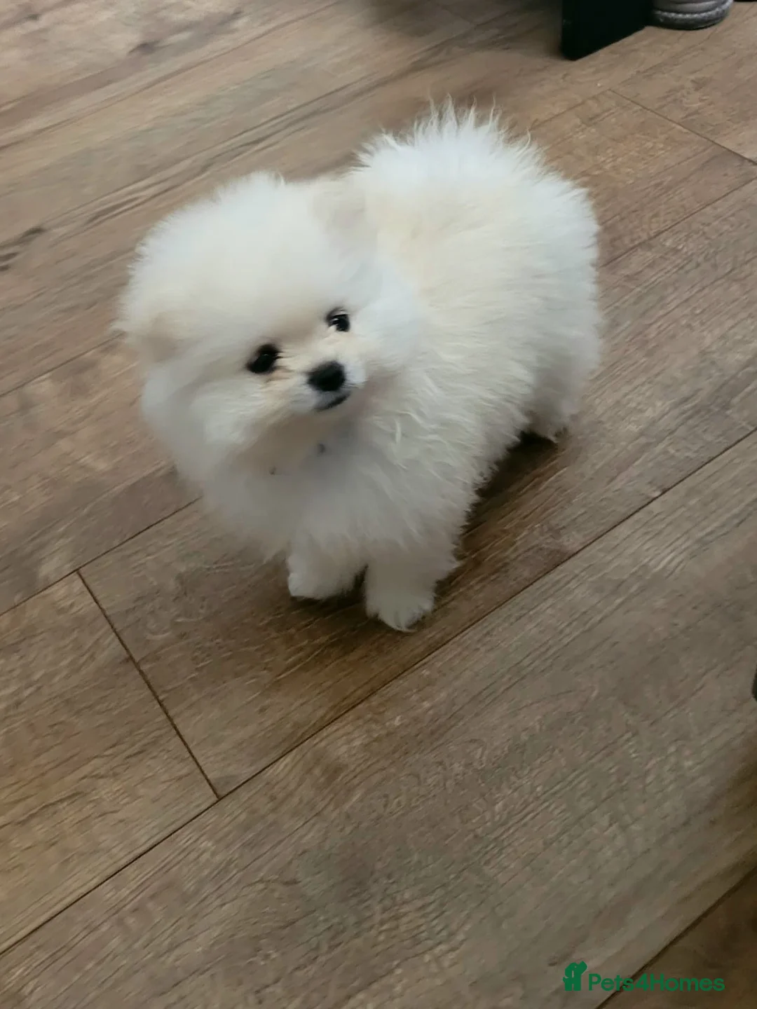 Pomeranian dogs for sale: Pomeranian puppy READY NOW 🐶pure pedigree  - Advert 1