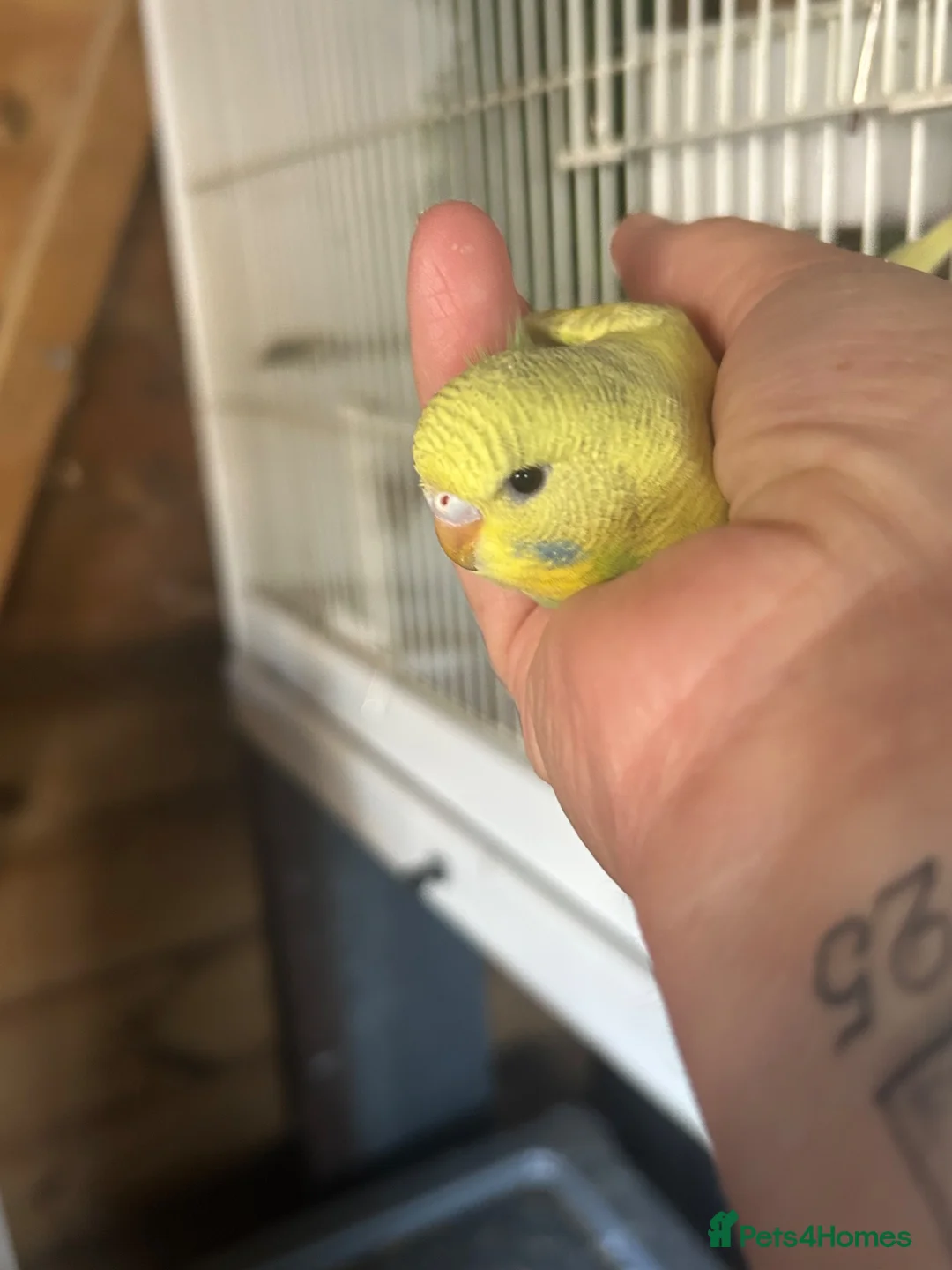 Budgerigars birds for sale: 2 Hand tame babies  - Advert 14