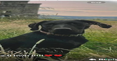Goldador dogs - Advert 5