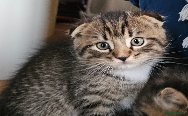 Scottish Fold cats - Advert 2