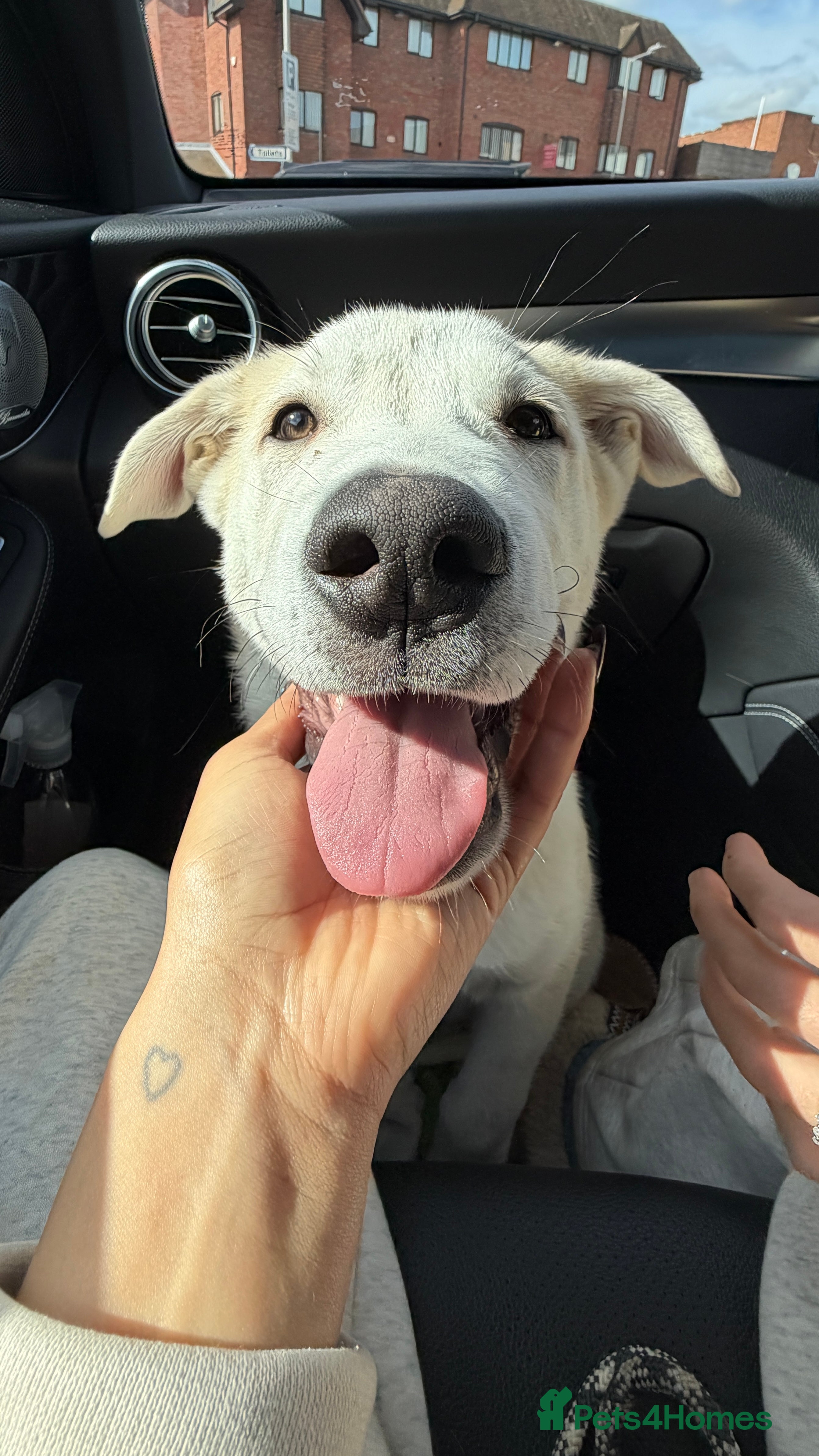 Mixed Breed dogs Sweet Stanley 3 Month Shepherd Husky Puppy 💙 - Advert 2