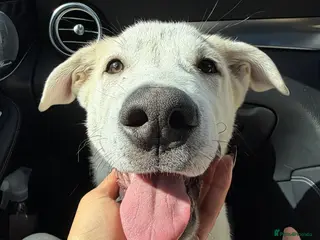 Mixed Breed dogs Sweet Stanley 3 Month Shepherd Husky Puppy 💙 - Advert 2