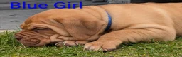 Dogue De Bordeaux dogs for sale: 5 girls 1 boy  - Advert 2