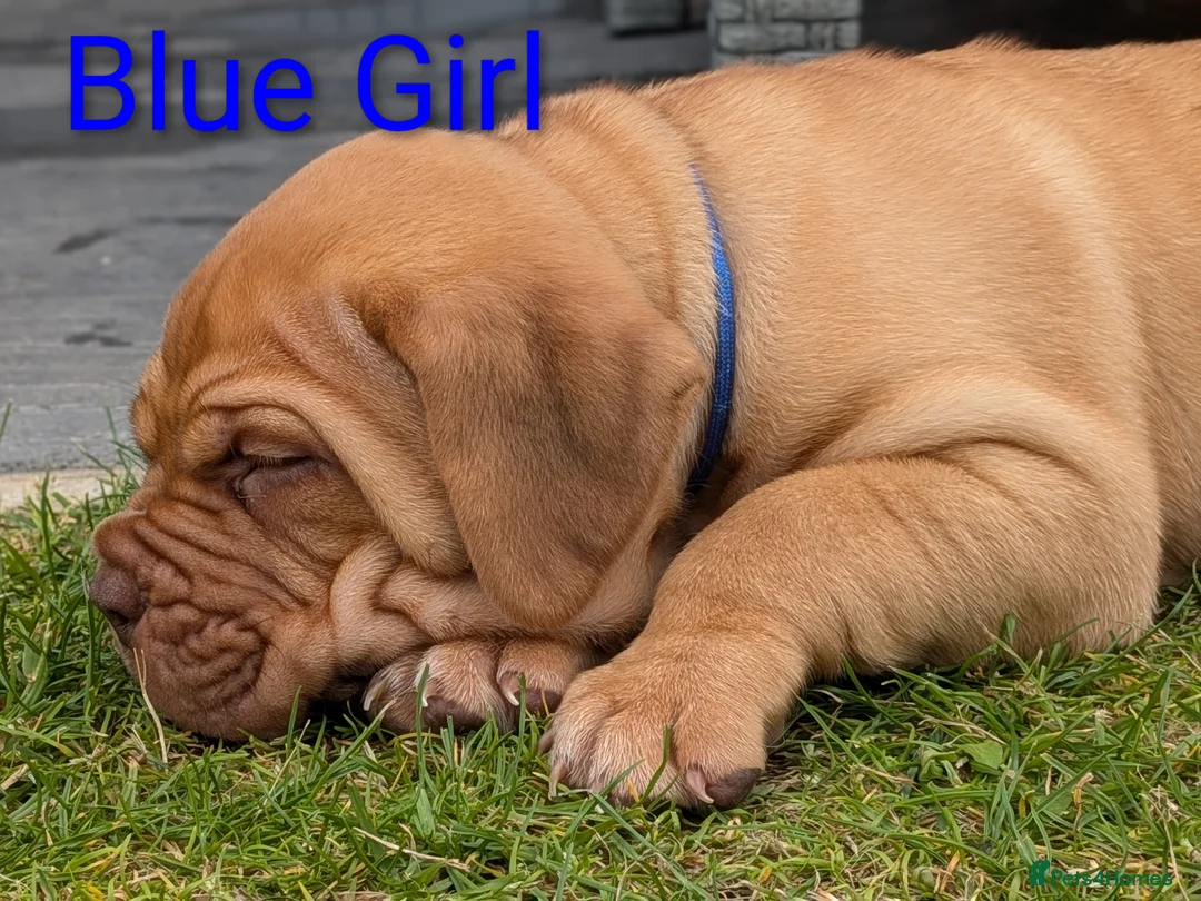 Dogue De Bordeaux dogs for sale: 5 girls 1 boy  - Advert 2