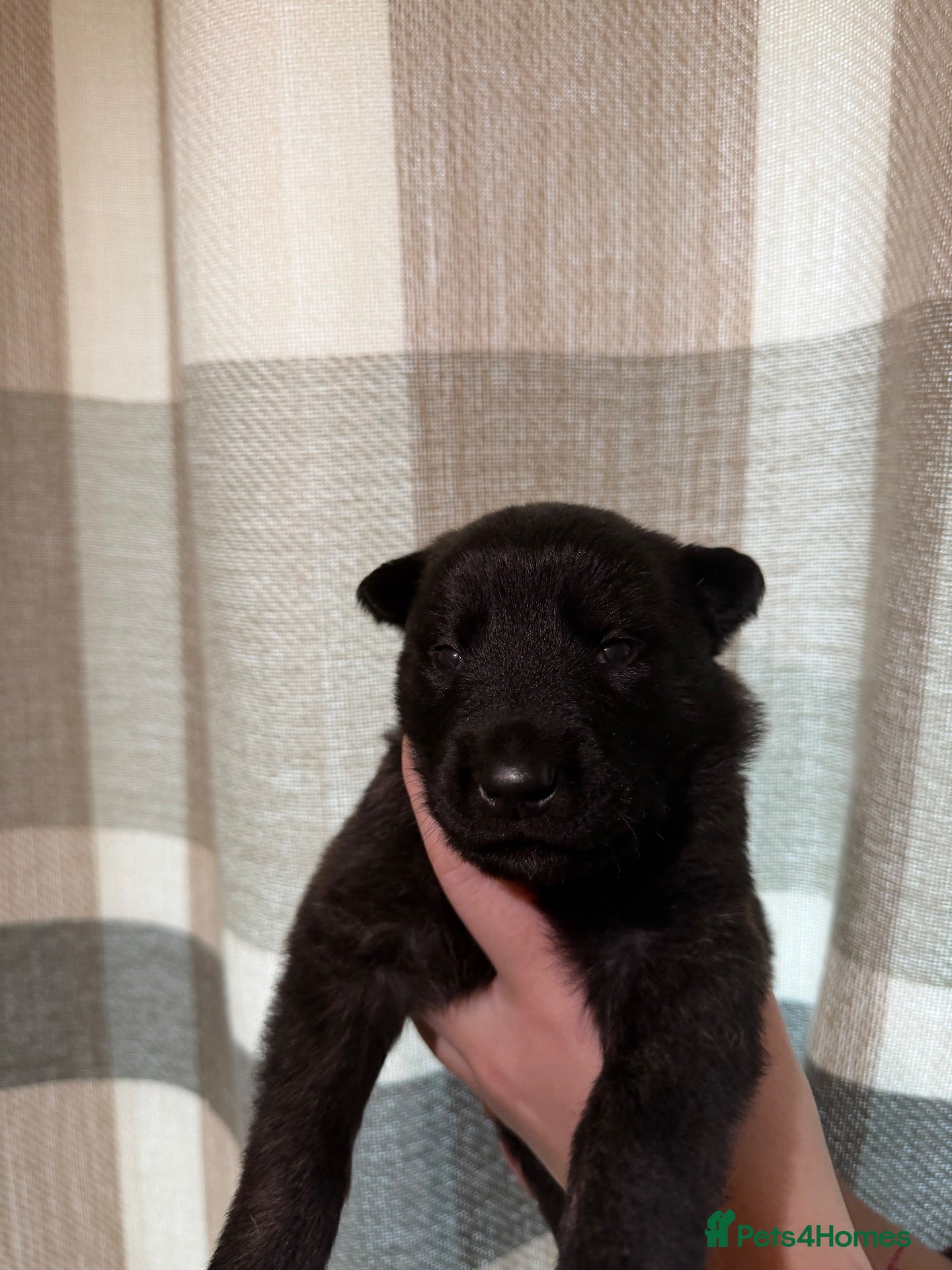 Mixed Breed dogs Belgian Malinois x Dutch Herder - Advert 4