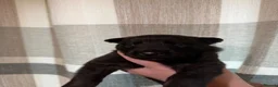 Mixed Breed dogs for sale: Belgian Malinois X Dutch Herder puppies.  - Advert 21