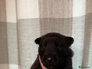 Mixed Breed dogs Belgian Malinois x Dutch Herder - Advert 1