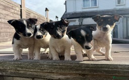 Mixed Breed dogs for sale: Jack Russell cross Shetland sheepdog.  - Image 3