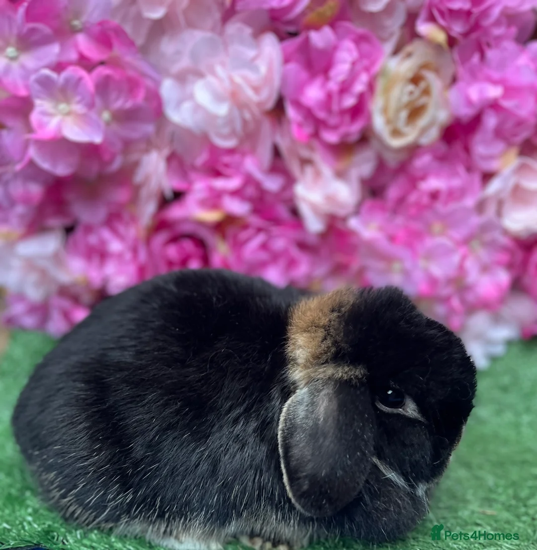 Mini Lop rabbits for sale: Mini lops ready now - Advert 5