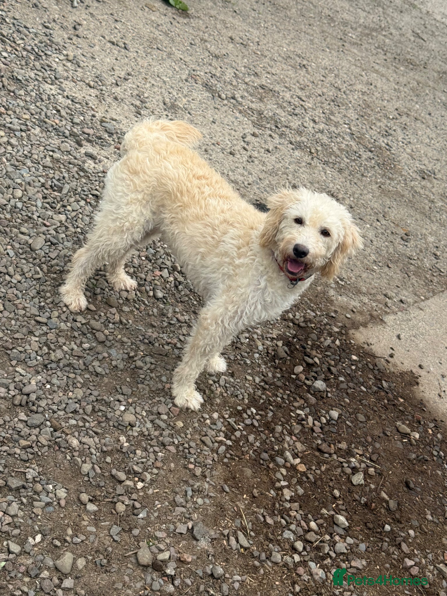 Labradoodle dogs F1 Miniature Spayed Female - Advert 1