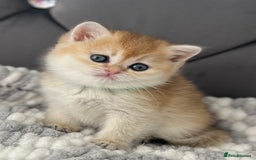British Shorthair cats for sale: Ready to go Golden BSH Kittens Champ line  in March - Image 11