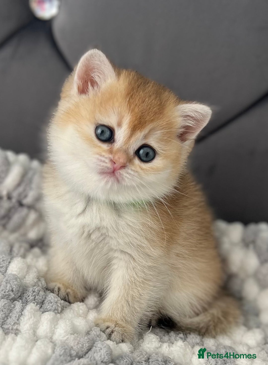 British Shorthair cats for sale: Ready to go Golden BSH Kittens Champ line  in March - Image 11