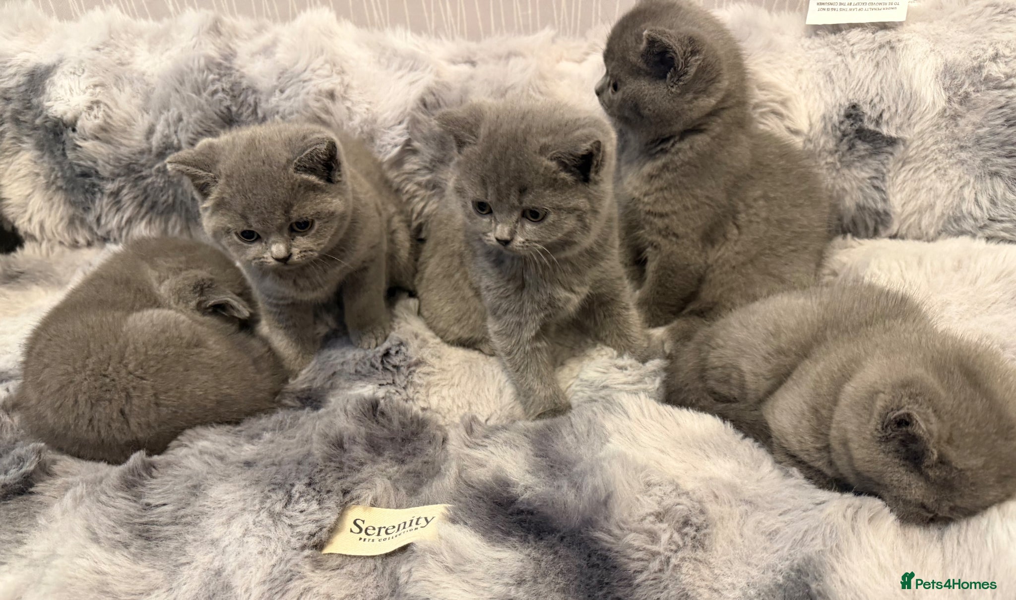 British Shorthair cats Gorgeous British shorthair kittens available  - Advert 1
